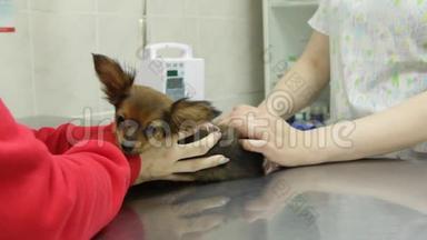小狗玩具猎犬在兽医诊所进行常规疫苗接种。